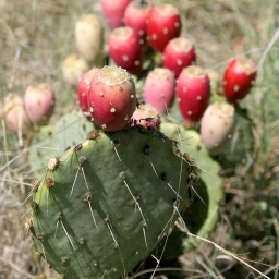 Prickly Pear Seed Oil benefits on the Skin
